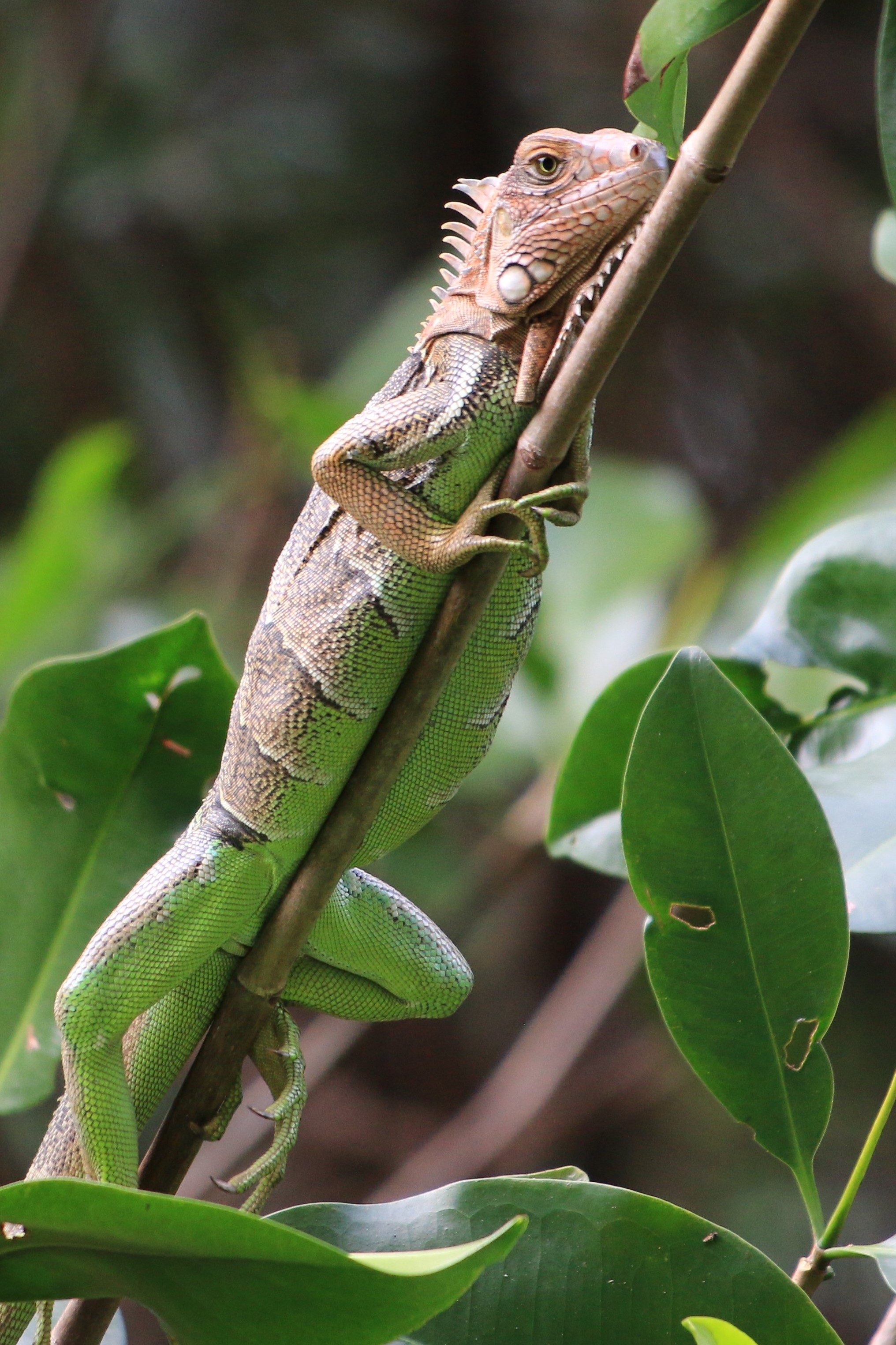 Costa Rica